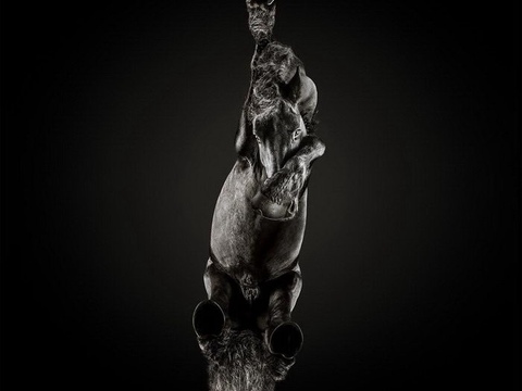 Литовский фотограф решил всем показать, как выглядят лошади с непривычной стороны, создав проект под названием «Under-Hor - фото